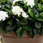 cum-sa-creasca-gardenia-la-domiciliu-o-planta-care.webp.webp